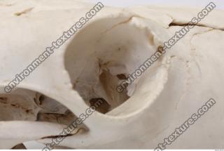 animal skull 0055